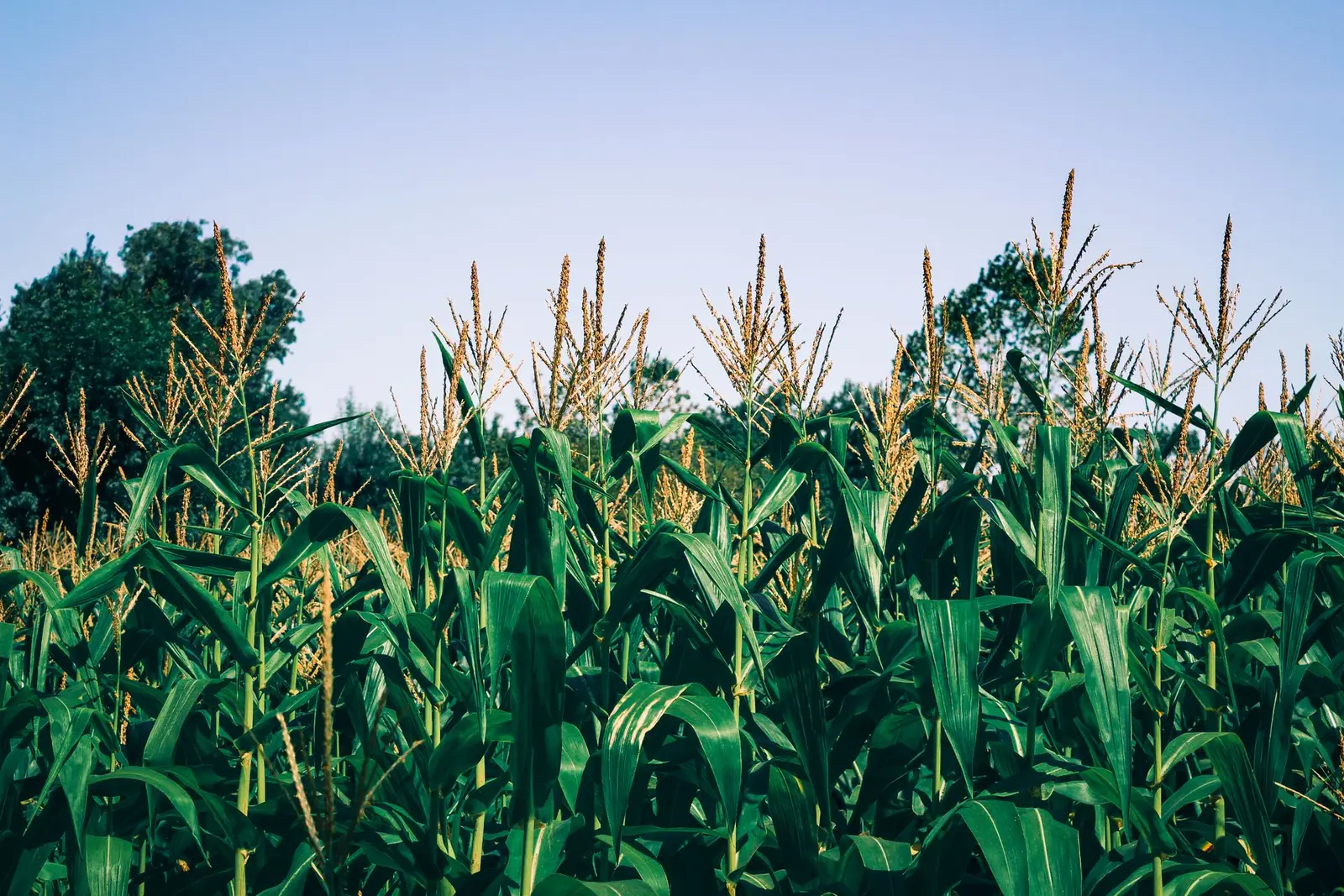 Cornfield — Turtledove Agro-Business